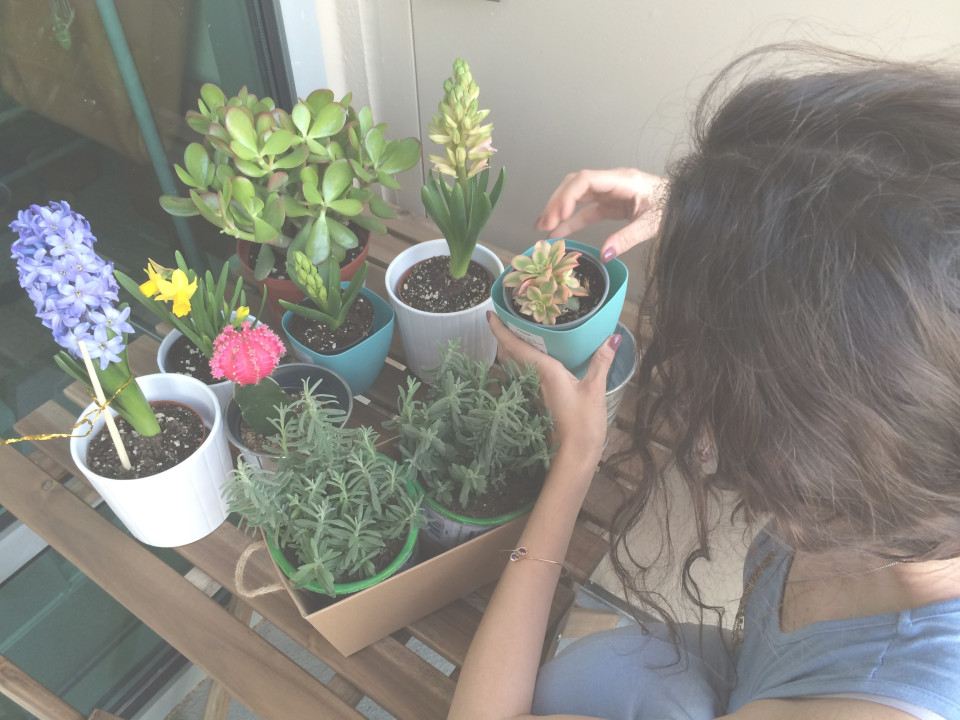 indoor plants, succulents, cactus, gardening, hyacinths, flowers